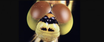 什么昆蟲有復(fù)眼,昆蟲的復(fù)眼有哪些特點