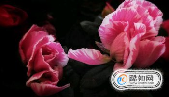 各種花的花語是什么，各種花的寓意及花語