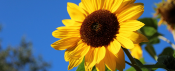 向日葵的花語(yǔ)和寓意是什么,向日葵真正的花語(yǔ)