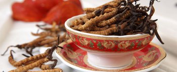 哪些人不適合吃蟲草,蟲草吃了對身體有什么好處