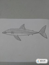 大白鯊怎么畫出來，大白鯊5