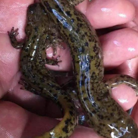 娃娃魚是幾級保護動物,娃娃魚有靈性不要吃