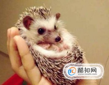 寵物刺猬怎么養，寵物刺猬認主人嗎