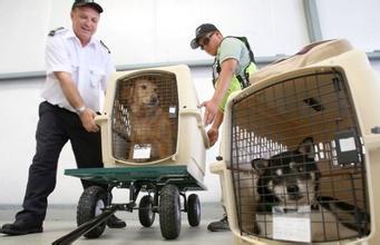 寵物怎么托運,順豐活體寵物快遞費用