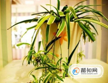 室內(nèi)什么花最好養(yǎng)，適合長(zhǎng)期室內(nèi)養(yǎng)殖的花卉