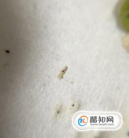 家里有黑色小飛蟲怎么辦，臥室總有黑色的小飛蟲