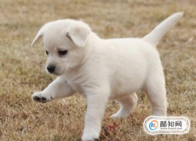 小狗叫聲辨別它的需求,小狗的叫聲怎么寫