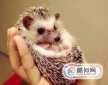 寵物刺猬怎么養(yǎng),寵物刺猬認(rèn)主人嗎