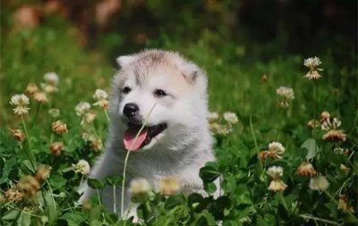 有的狗狗為什么喜歡吃草，狗一般吃什么草哦