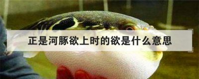 正是河豚欲上時的欲是什么意思,欲把西比西子欲的意思