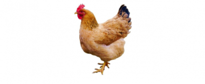 母雞為什么有時會打鳴，打鳴是什么意思