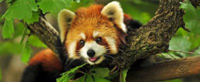 浣熊為什么叫干脆面，干脆面浣熊