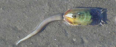 海豆芽為什么長壽，海豆芽不能和什么一起吃