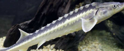 淫魚是什么魚，美銀魚