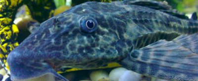 清道夫魚為什么沒人吃,國家為何不出面消滅清道夫