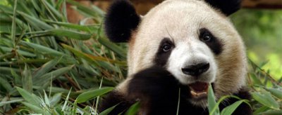 熊貓為什么喜歡吃竹子,大熊貓吃的竹子人能吃嗎