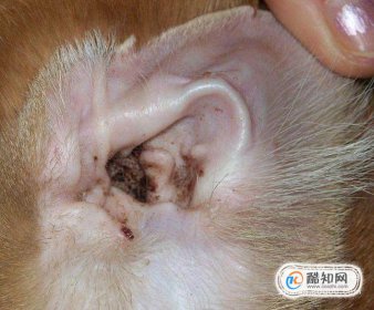 狗狗耳螨在家怎么治療,狗狗耳螨用酒精還是碘伏