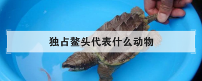 獨占鰲頭代表什么動物,欲錢買獨占鰲頭的生肖