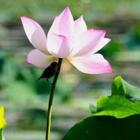 玉雪竅玲瓏寫的是什么花,玉雪竅玲瓏描寫的是什么