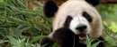 熊貓為什么喜歡吃竹子，大熊貓吃的竹子人能吃嗎
