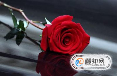 玫瑰花花語是什么,水仙花的寓意是什么