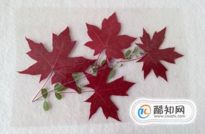 用植物做植物標本，做昆蟲標本的步驟