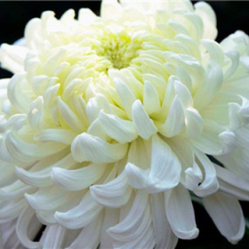 白菊花代表什么意思，小白菊的花語和寓意