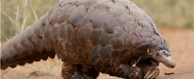 穿山甲為什么能穿山,穿山甲爪子佩戴禁忌