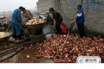 紅薯粉條的制作過程，純手工紅薯粉制作過程