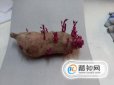 紅薯的家庭育苗方法，紅薯育苗一畝地需要多少種薯