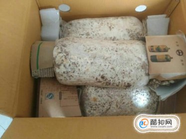 網(wǎng)上購買的蘑菇菌包如何種植，家庭蘑菇菌包種植方法