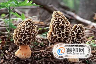 羊肚菌的營養與功效，羊肚菌的功效和禁忌