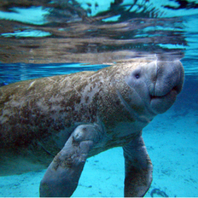 美人魚是什么動物，美人魚學名儒艮怎么讀