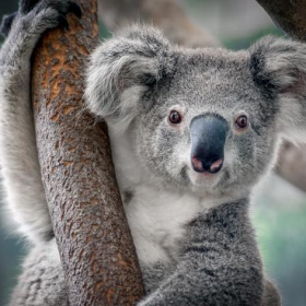 考拉是哪個國家的國寶,為什么禁止抱考拉