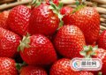 草莓適合什么季節種植,南方冬天怎么養草莓