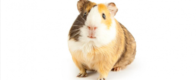 荷蘭豬吃什么，荷蘭豬可以吃什么蔬菜