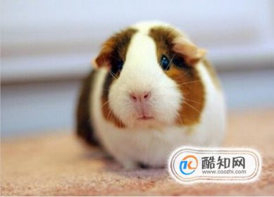 荷蘭豬的叫聲都是什么含義，荷蘭豬被揍完不叫了