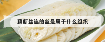 藕斷絲連的絲是屬于什么組織，藕斷絲連的絲是什么結構層次