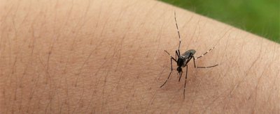 蚊子的壽命有多長，餓死一只蚊子大概需要多久