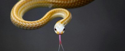 蛇進家里是什么預兆,進家的蛇打死了意味著什么