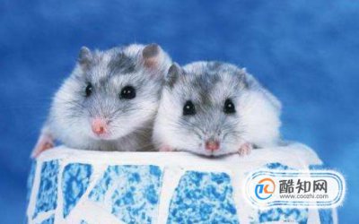 被倉鼠咬了怎么辦，被倉鼠咬出血了怎么辦