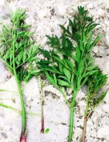 誤食哪些野菜會引起中毒中毒了怎么辦，吃野菜中毒有什么癥狀