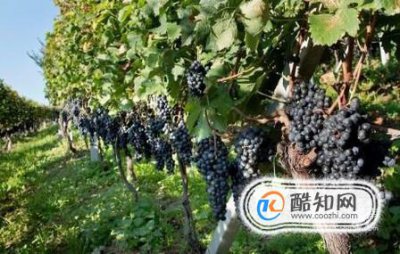 適合北方農家小院種植的果樹，什么果樹適合庭院種植