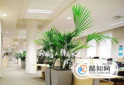 適合放辦公室的植物，客廳適合擺放的十大植物