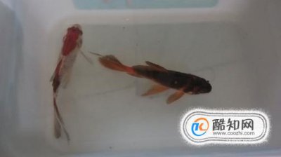 金魚身上發黑怎么辦,觀賞魚身體發黑怎么治療