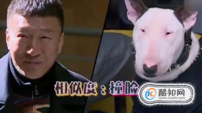 長得像孫紅雷的狗狗是什么品種好養(yǎng)嗎，孫紅雷和牛頭梗對比照