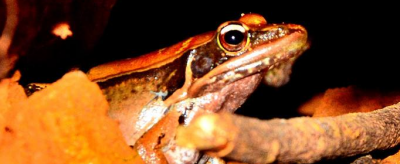 青蛙為什么要冬眠,動物冬眠的原因是什么