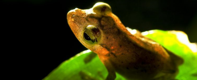 青蛙為什么只吃活的昆蟲,有一種吃青蛙的昆蟲