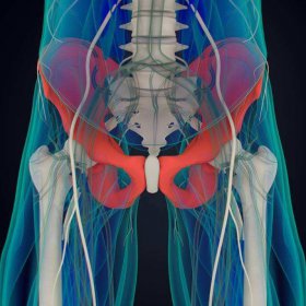 髖關節在哪個部位，髖關節位置圖