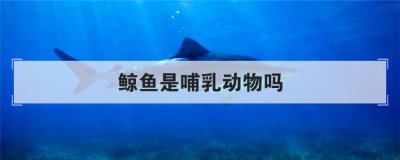 鯨魚(yú)是哺乳動(dòng)物嗎,為什么說(shuō)鯨魚(yú)不是魚(yú)